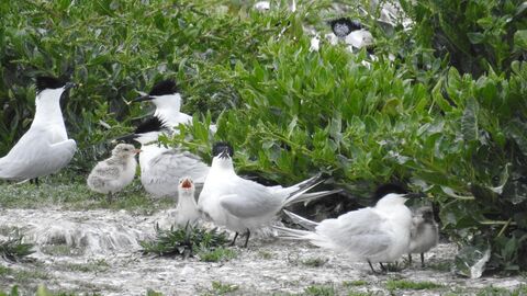 Sandwich terns, small sea birds with white plumage and distinctive black caps, black beaks with a small yellow tip. They are scattered among low lying vegetation, with their fluffy grey chicks.