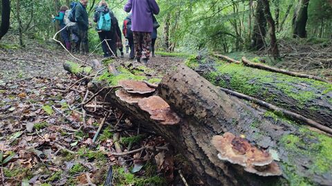 A close up of an old log with bracket fungus and mosses growing on it. In the background a group of people are walking through the forest in which the log has fallen.