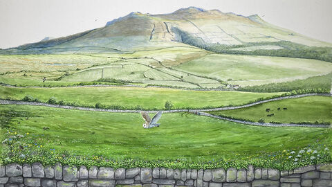 An illustration of Bryn Ifan. With a Barn owl in flight over stone walling, the fields and boundaries of a farming landscape reach up to the peak of Bryn Ifan's hill. small coulourful wildflowers line the nearby wall, and the shape of farm animals can be seen in a field.