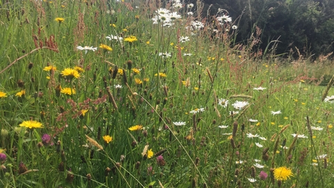 Meadow of yellow and white flowers