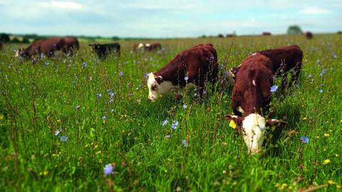 Cattle grazing on summer meadow