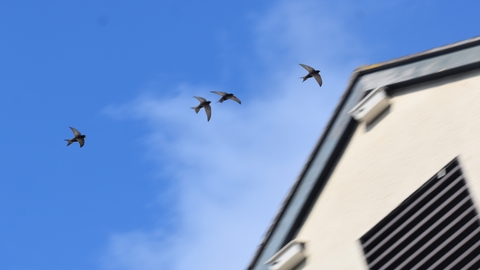 4 swifts, flying against a blue sky, with a building with swift boxes in the background. The swifts have scythe shaped wings and dark colouring, with the sunlight showing through their feathers.