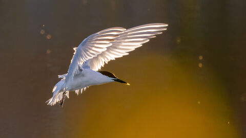 Sandwich tern in flight 