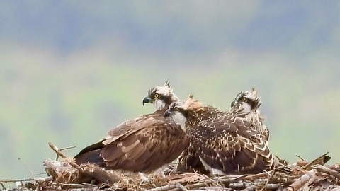 Ospreys on nest