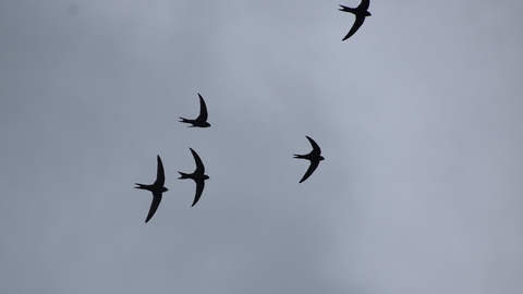 Sharp black silhouettes of 5 swifts against a dark grey cloudy sky.
