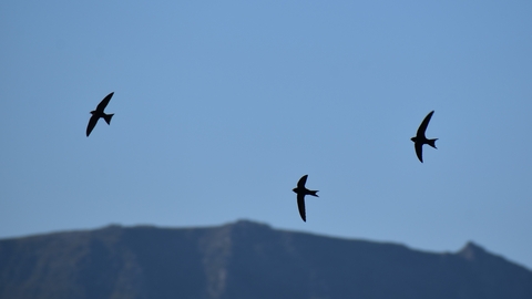 3 swifts, small bird with scythe shaped wings. Silhouetted while flying in the evening light, against a blue sky and the outline of a mountain.
