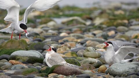 terns on shingle 