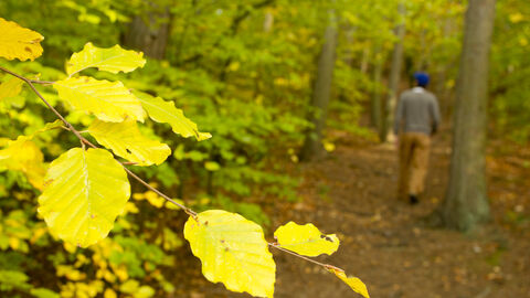 Close up of leaves with man walking in woods in background
