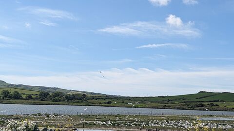 Cemlyn tern colony
