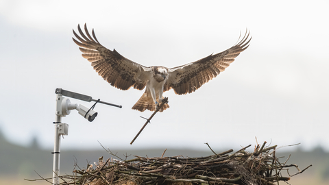 Osprey bringing a stick to its nest