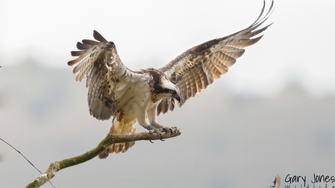Osprey on a branch with wings spread