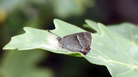 Purple Hairstreak