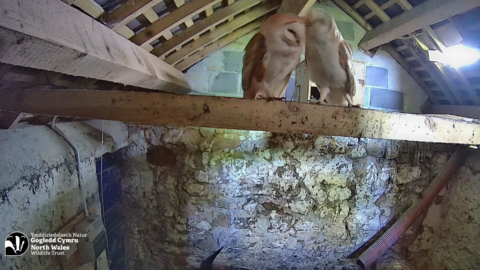 Seren and Nos, barn owls 2025