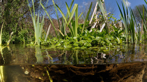 Split level view of the River Itchen with aquatic plants showing: Watercress and yellow iris. The sky is blue over the river