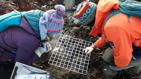 Survey volunteers Shoresearch Cricieth Feb 2025