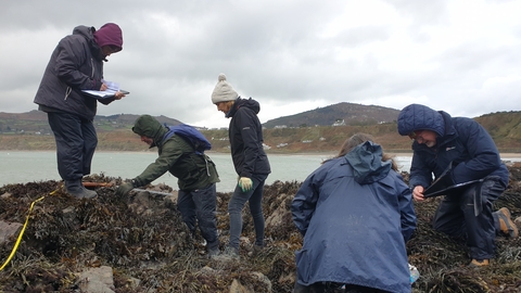Five people in outdoor clothing on the coastline of Nefyn. They are in among the seaweed and rocks looking at clipboards and tape measures.
