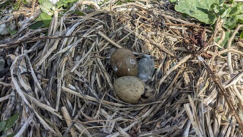 Tern eggs Cemlyn 2025