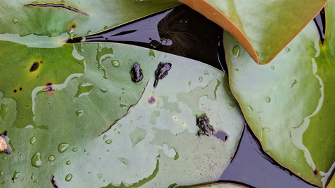 Water lilies