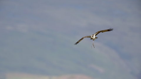 Osprey in flight
