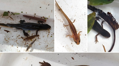 Pond dipping finds 