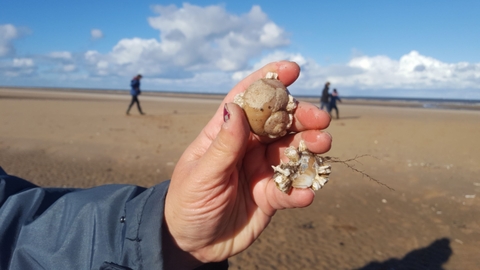 A hand holding a shell found on the beach