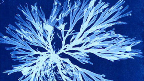 Cyanotype