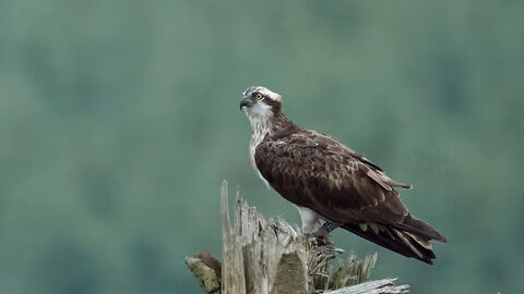 Osprey