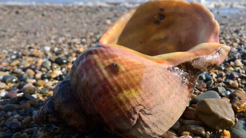 Common whelk shell after storm Ophelia