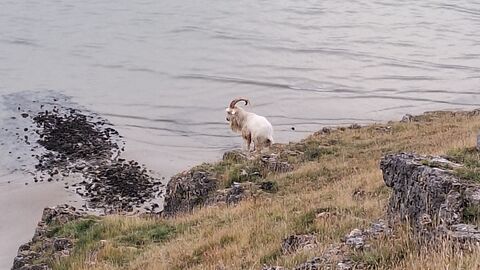 Great Orme Goat