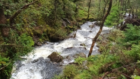 Afon Crafnant down to Trefriw
