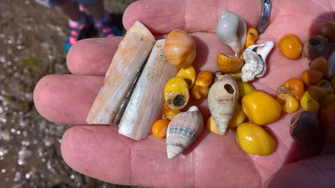 Shells at Rhosneigr