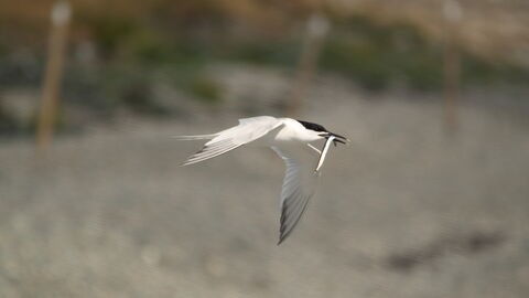 A sandwich tern in flight over a shingly beach, with a fish visible in its mouth. The tern is mostly white, with a black cape extending to its neck and black tips to its wings
