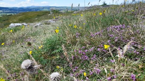 Limestone grassland