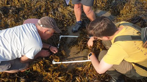 Surveyors Shoresearch Clynnog fawr Aug 2025