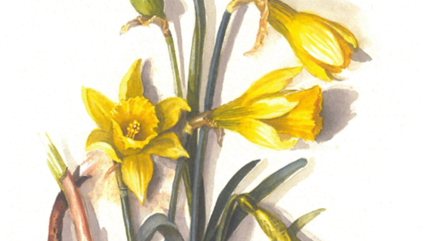 A drawing of daffodils by the Massey sisters