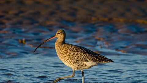 Curlew