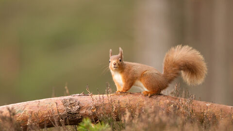 Red squirrel