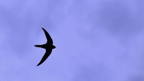 a Swift