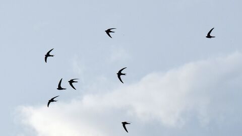 Swifts