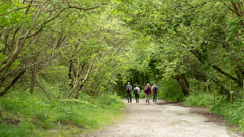 Woodland Walk