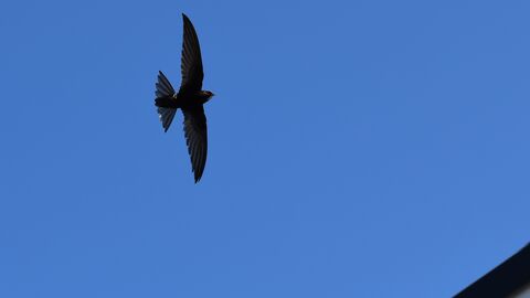 prospecting swift Rachub