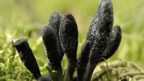 Earth tongue