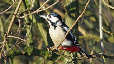 Great spotted woodpecker