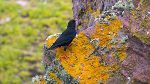 A close up of a single chough, a black bird with bright red beak and feet. Walking up a rocky cliff face. The rock is tinted red, and covered in bright yellow and pale green white lichens.