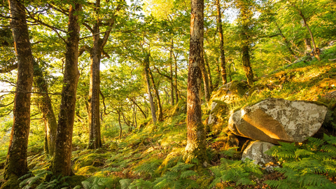 A steep wooded landscape, with rocky outcrops. The woodland floor is covered with ferns, and dappled sunlight through the trees giving all the leaves and other vegetation a duel yellow and green colour.