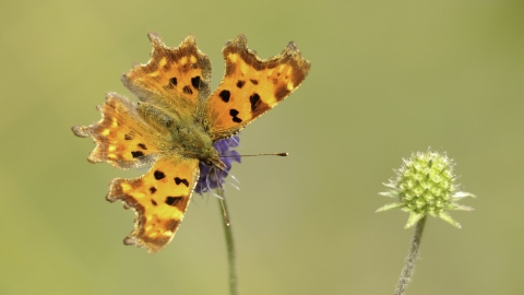 Comma