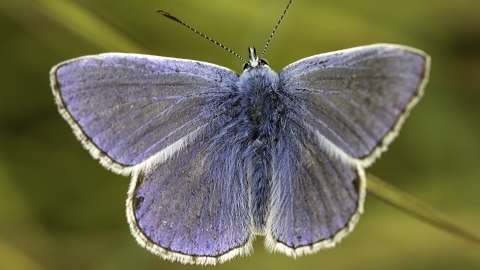 Common blue butterfly