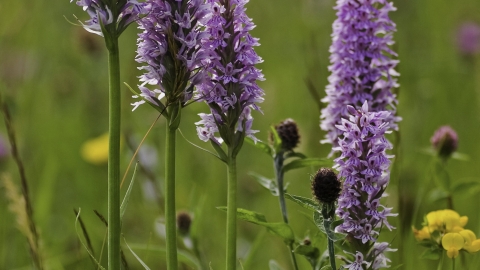 Common spotted orchid