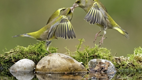 Greenfinch