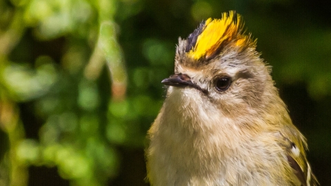 Goldcrest